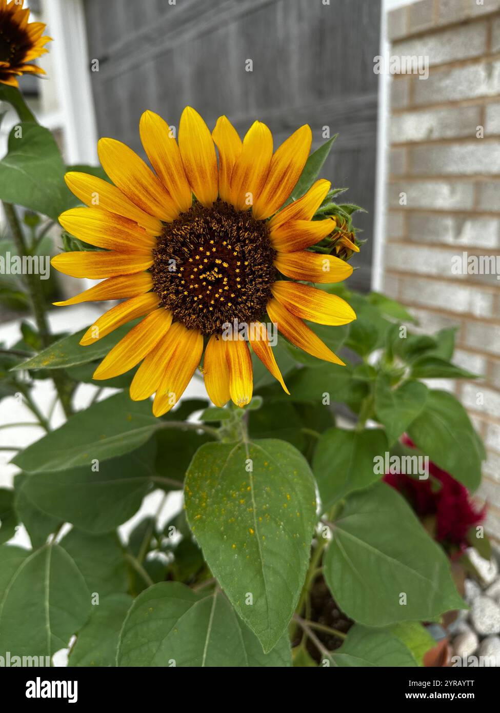 Sonnenblume - Smartphone-aufgenommenes Stockfoto