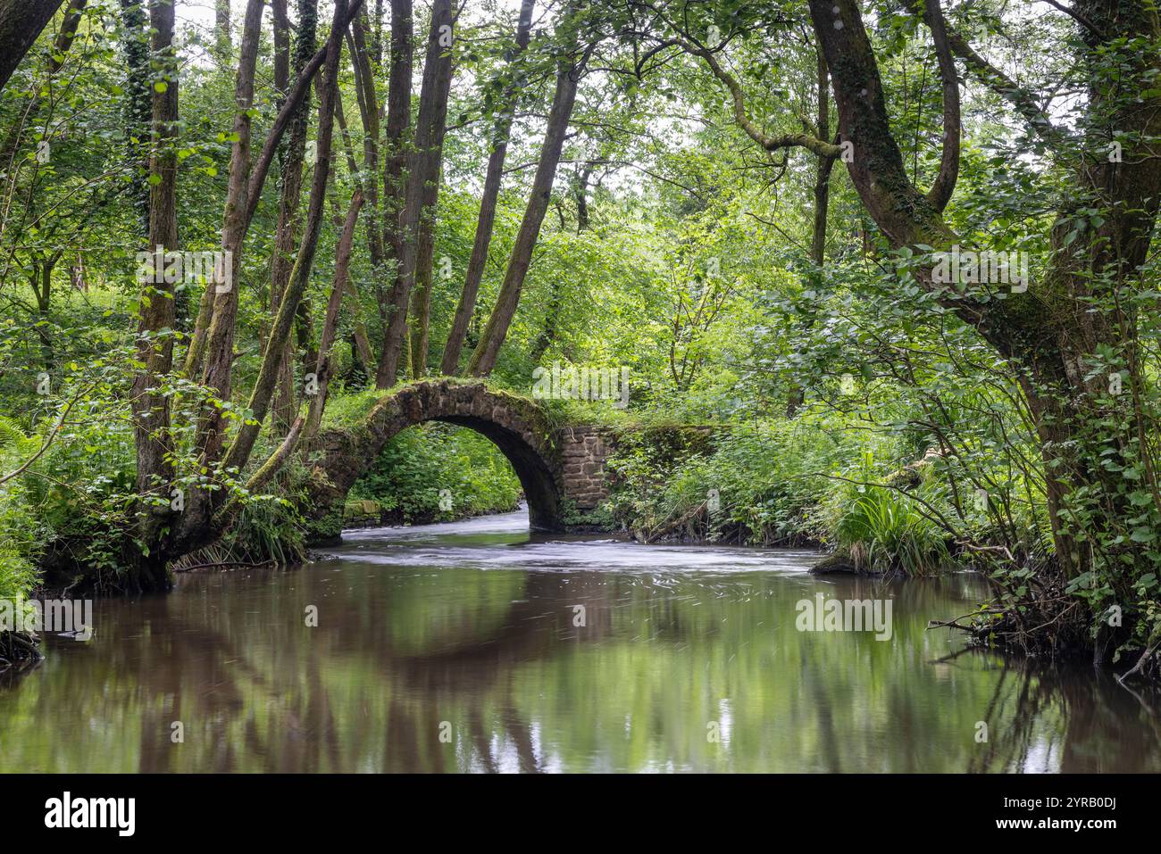 Forest of Dean, Gloucestershire - ein kleines Packpferd, oder Packpferd, Brücke über einen Bach. Stockfoto