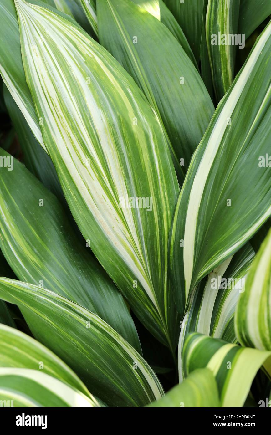 Gusseisenanlage oder Bar-Room-Pflanze, Aspidistra elatior 'variegata', Sparagaceae. Japan und Taiwan. Aspidistra elatior, die gusseiserne Pflanze oder Barroo Stockfoto