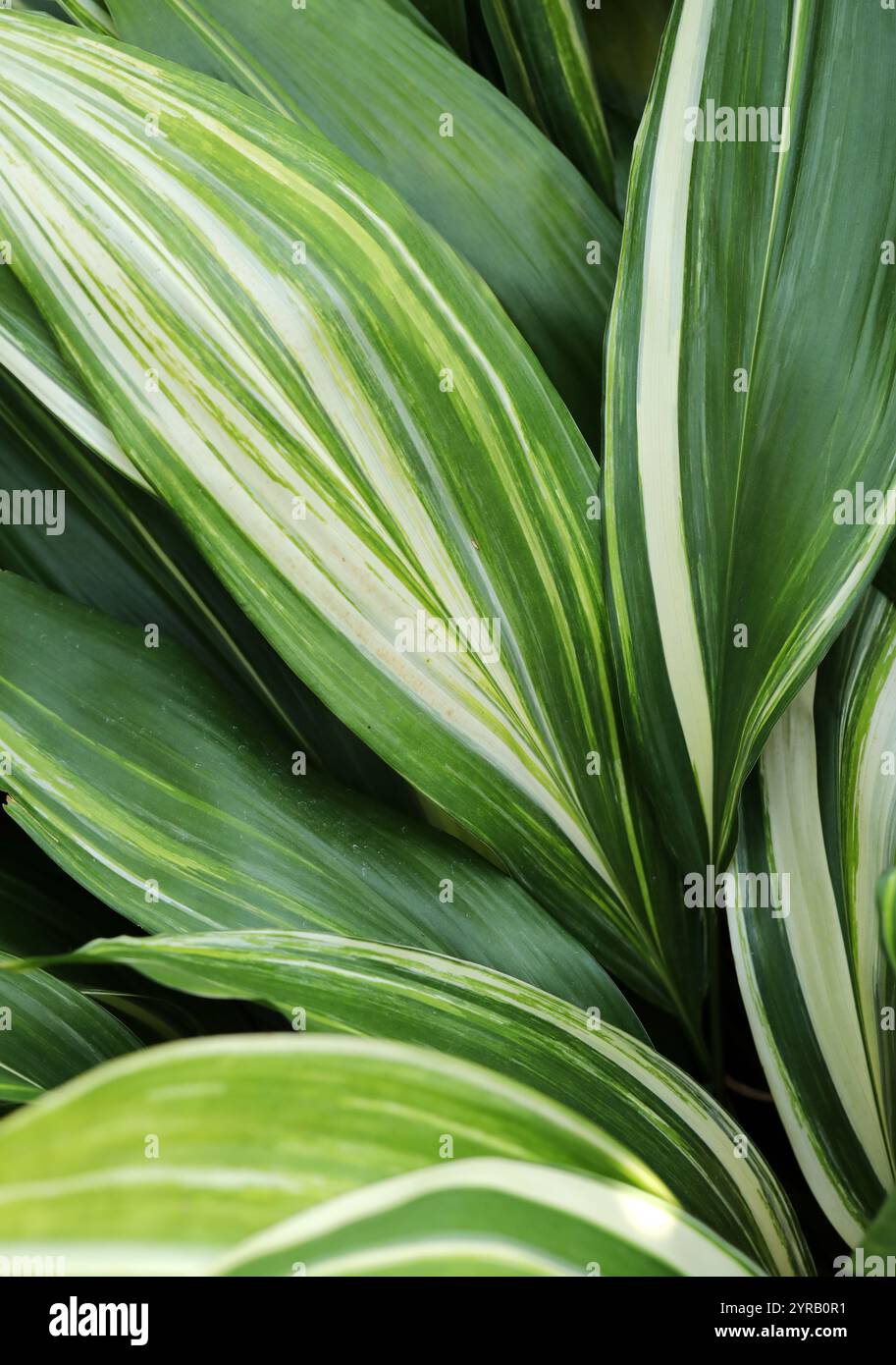 Gusseisenanlage oder Bar-Room-Pflanze, Aspidistra elatior 'variegata', Sparagaceae. Japan und Taiwan. Aspidistra elatior, die gusseiserne Pflanze oder Barroo Stockfoto