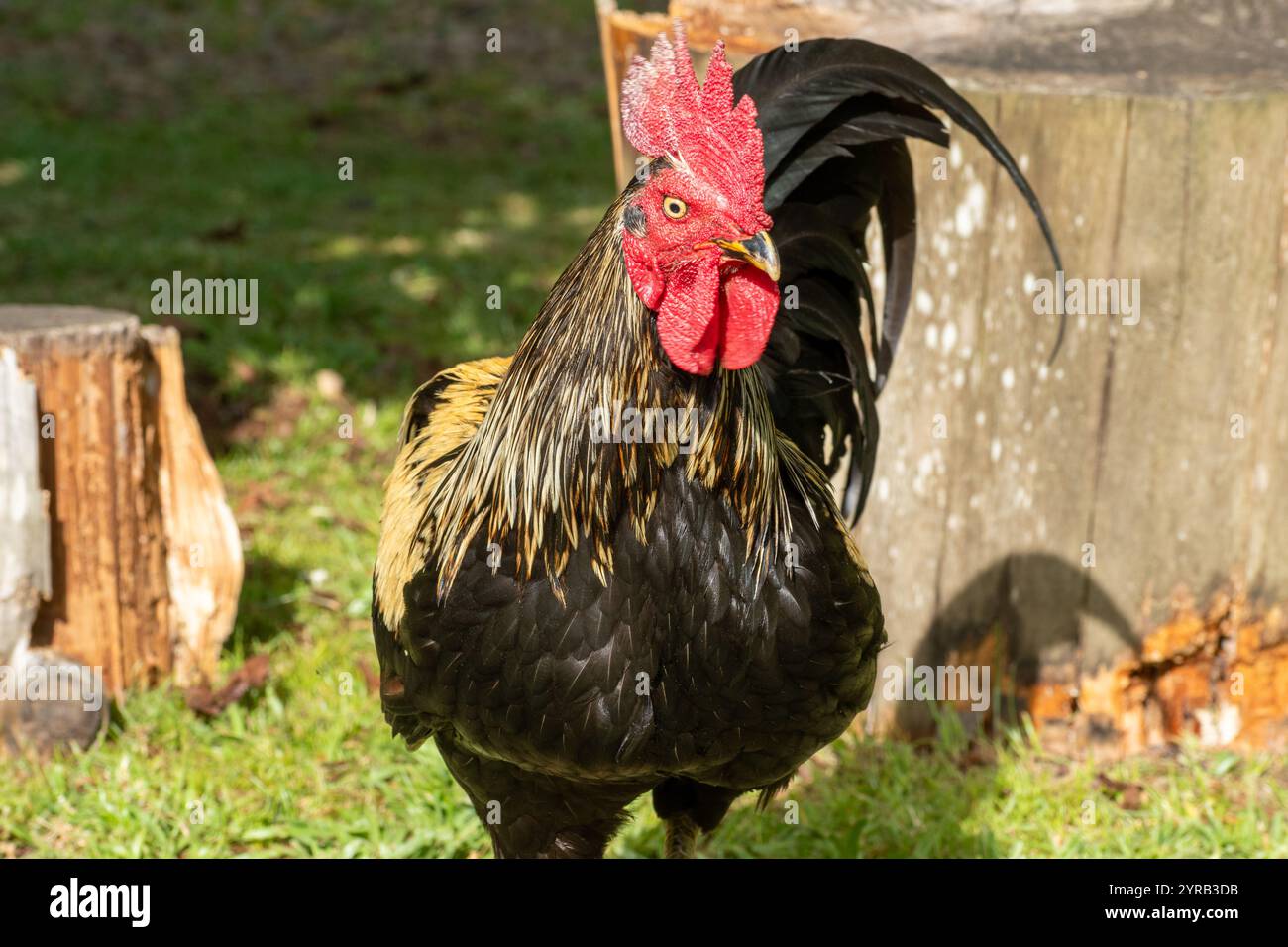 Coq Yourlov Chanteur. Rennfahrer de russie Stockfoto