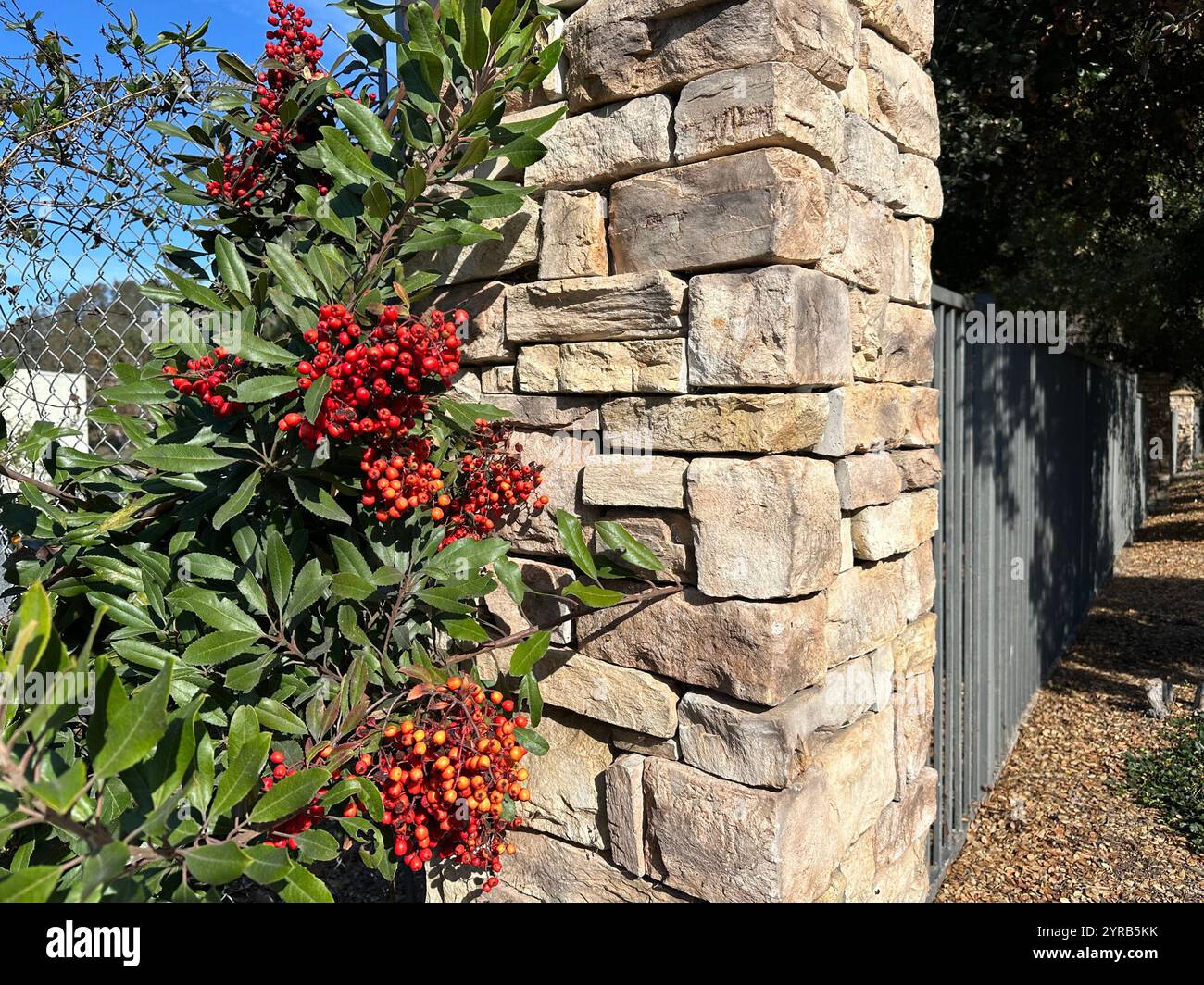 Eine Steinmauer mit leuchtenden roten stechpalmen-Beeren, die eine warme und einladende Naturszene schaffen. - Smartphone-aufgenommenes Stockfoto