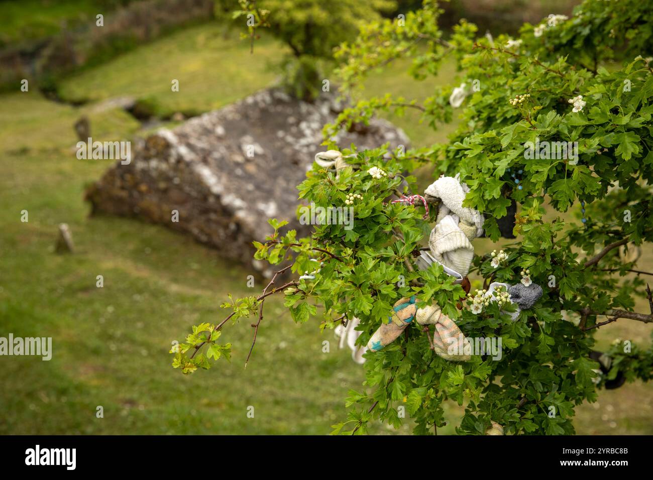 Ireland, County Mayo, Rosserk, Tobar Muire, Saint Mary’s holy well, superstitious cloth tied to tree to cure sickness Stockfoto