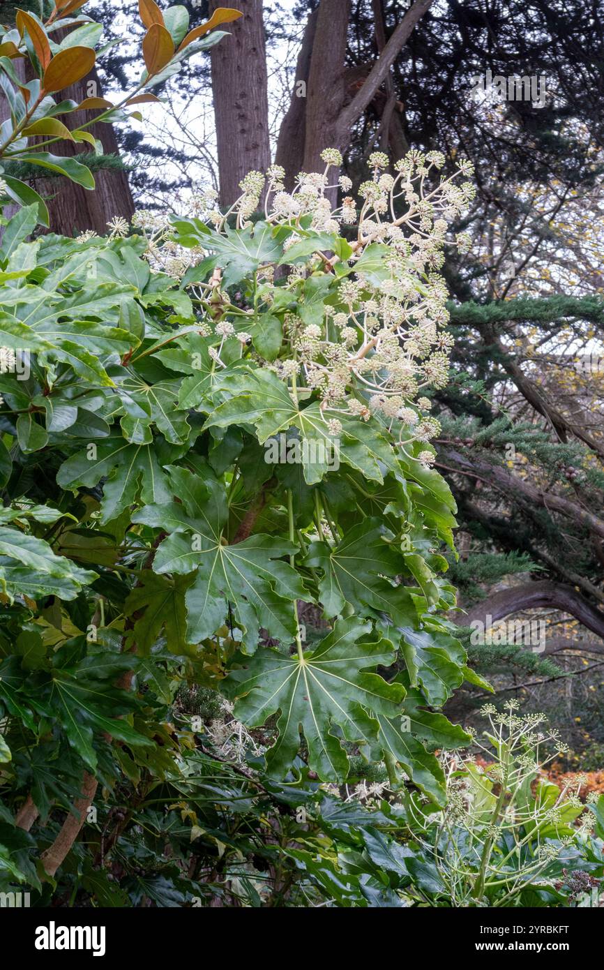 Fatsia Japonica in der Blüte - ein immergrüner Sträucher aus der Familie der Araliaceae, auch bekannt als die Papierpflanze, Feigenblättrige Palme in der Blüte Stockfoto