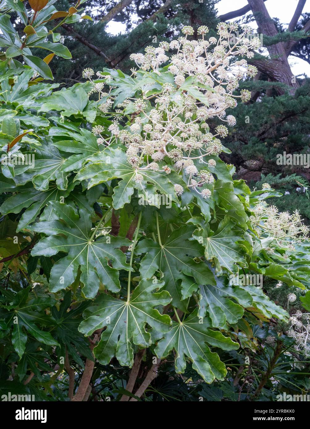 Fatsia Japonica in der Blüte - ein immergrüner Sträucher aus der Familie der Araliaceae, auch bekannt als die Papierpflanze, Feigenblättrige Palme in der Blüte Stockfoto