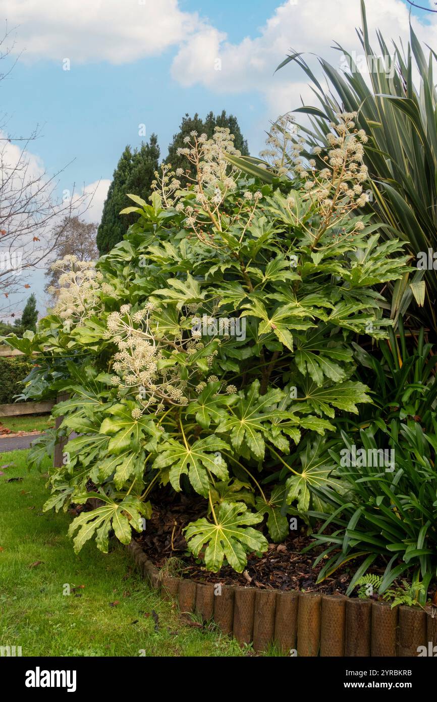 Fatsia Japonica in der Blüte - ein immergrüner Sträucher aus der Familie der Araliaceae, auch bekannt als die Papierpflanze, Feigenblättrige Palme in der Blüte Stockfoto