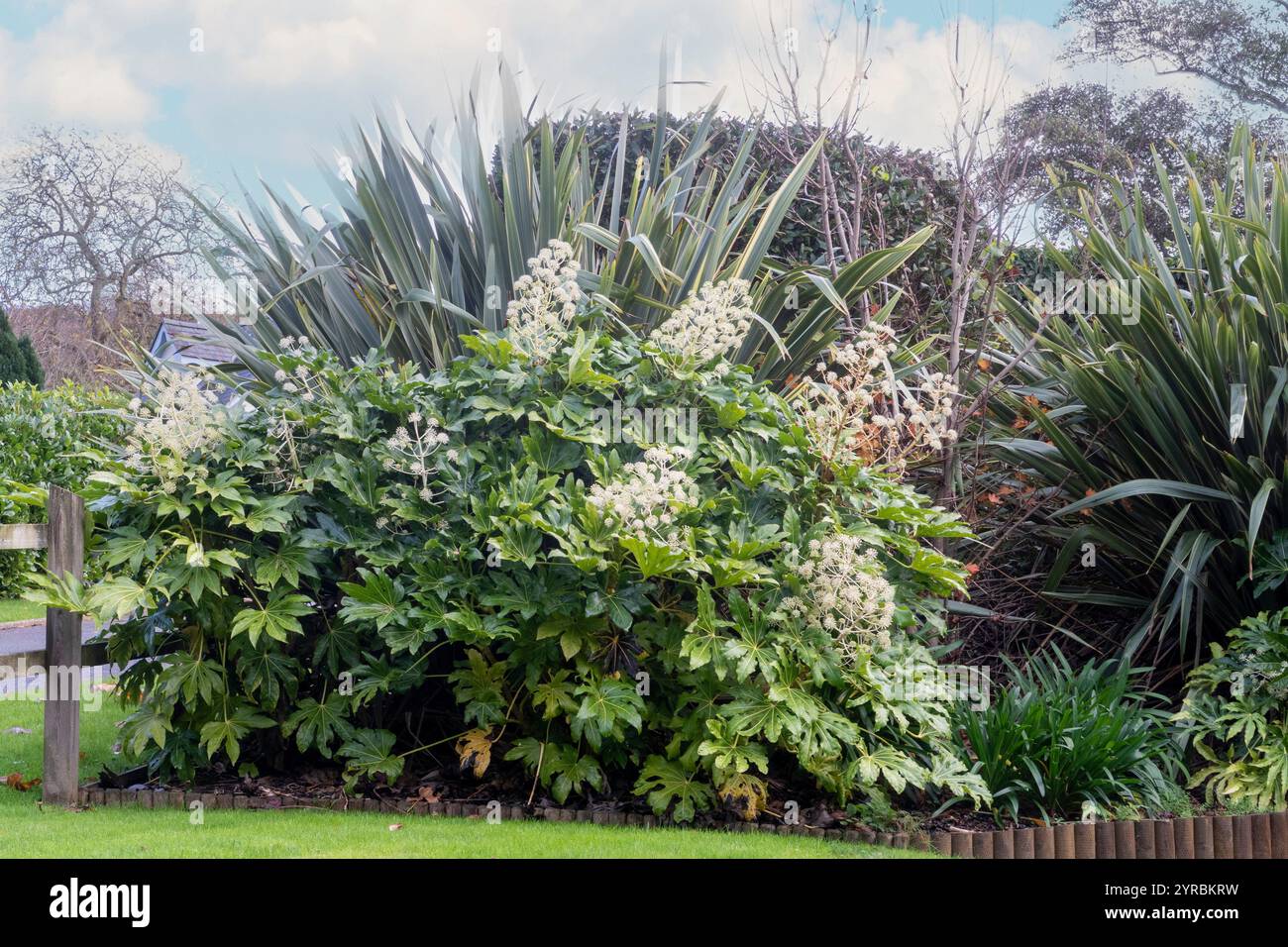 Fatsia Japonica in Blüte - ein immergrüner Strauch in der Familie der Araliaceae, auch bekannt als der Papierfabrik, Fig Endivie palm Stockfoto