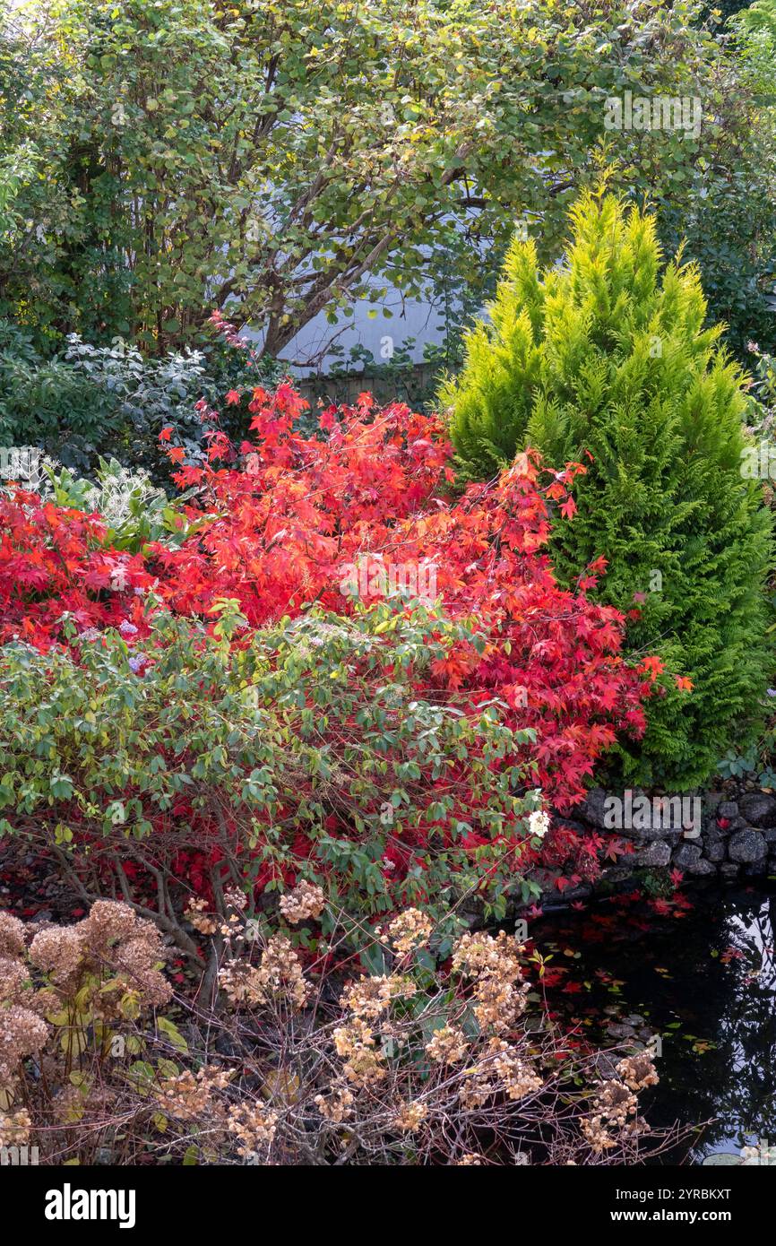 Hellrotes Acer Palmatum Osakazuki in voller Herbstfarbe neben einem Thuja-Konifer an einem Gartenteich in Devon. Stockfoto