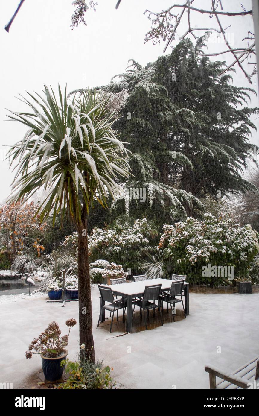 Der Schnee fällt stark auf cordyline australis, die Torbay Palm Tree, in einem Garten in Sidmouth, Devon Stockfoto