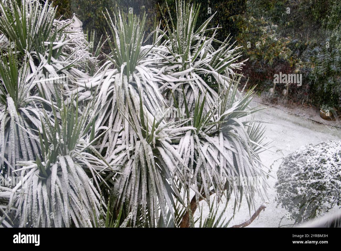 Der Schnee fällt stark auf cordyline australis, die Torbay Palm Tree, in einem Garten in Sidmouth, Devon Stockfoto