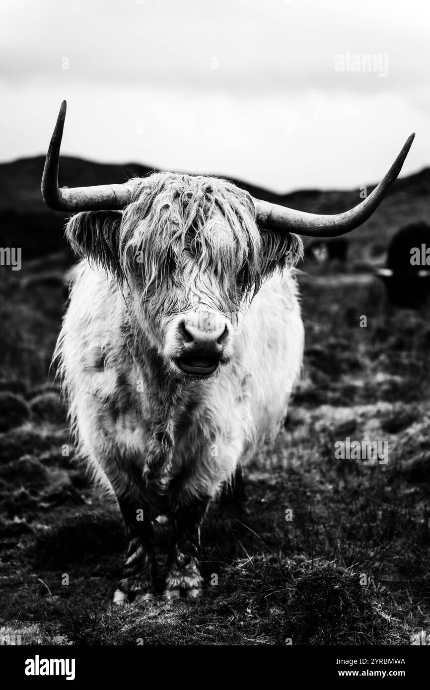 Wunderschöne Hochlandkuh auf der Isle of Skye Stockfoto