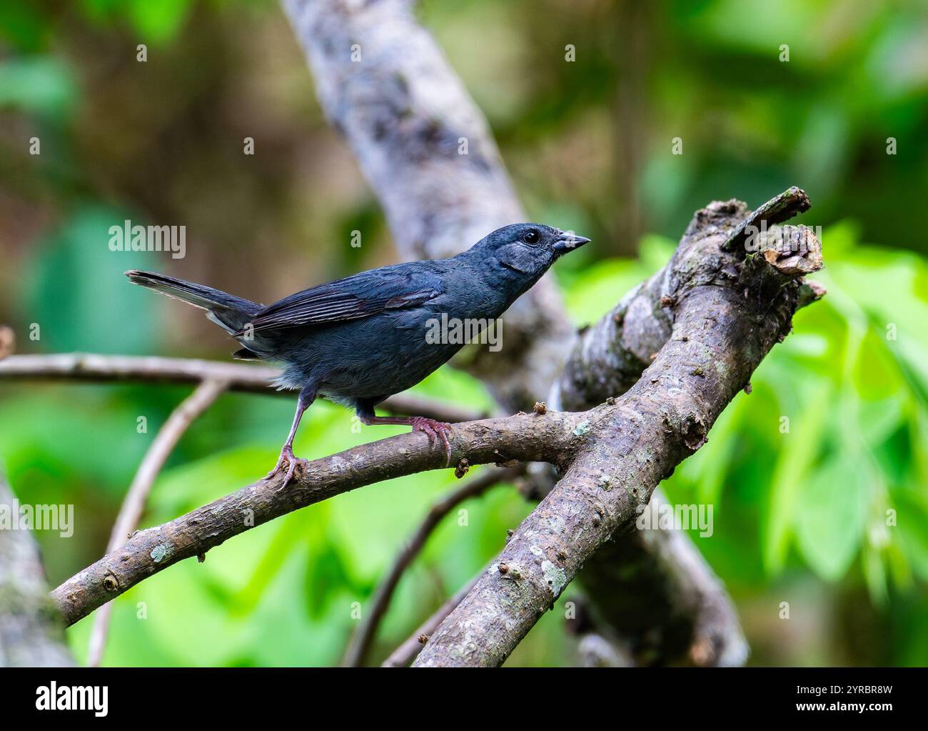 Ein Uniform Finch (Haplospiza unicolor), der auf einem Ast im Wald thront. Brasilien. Stockfoto