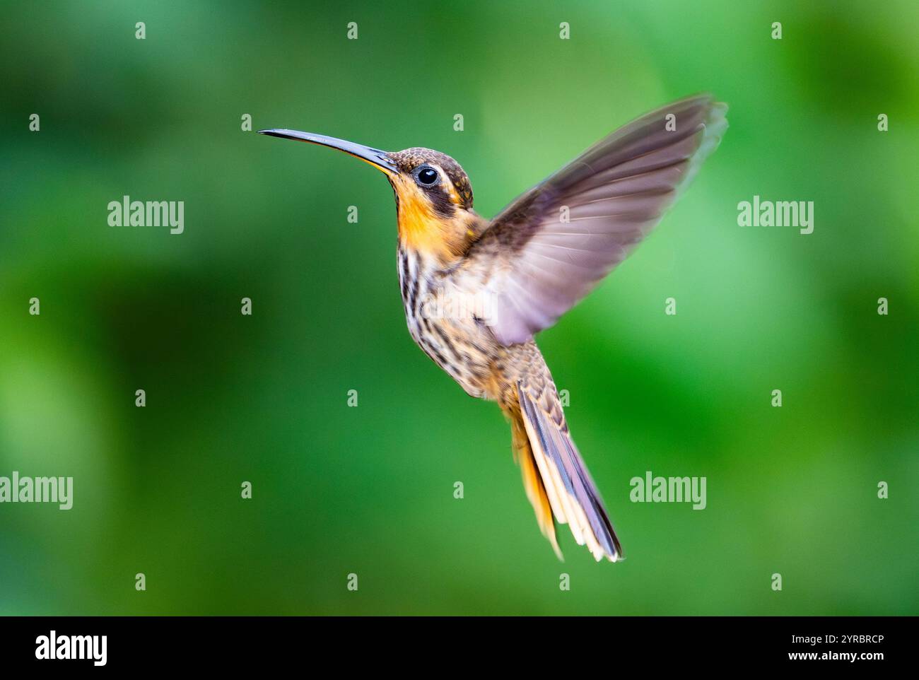 Ein Sägefieber Eremit (Ramphodon naevius) im Flug. Brasilien. Stockfoto