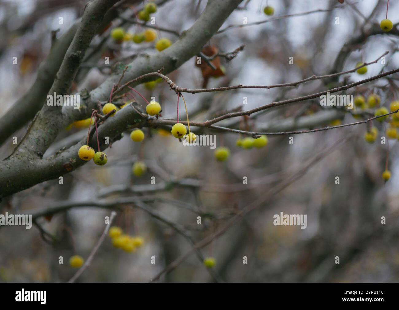 Gelber Weißdorn Crataegus gefroren im Winter. Beeren bedeckt mit Frost und Schnee. Gartenbaumpflegekonzept. Stockfoto