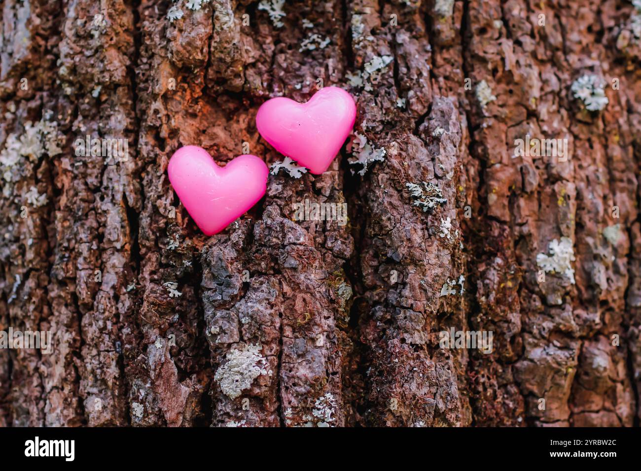 Herzform auf Rindenboden symbolisiert Liebe Freundschaft und Mitgefühl für Freunde Liebhaber und Familie Freundschaft Liebe und Freundlichkeit Konzept mit h Stockfoto