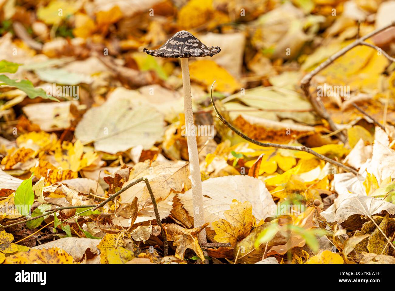 Herbstliche Landschaft mit wunderschönen Paaren Elster-Tintenpatronen und strahlender Sonne im Wald. Stockfoto