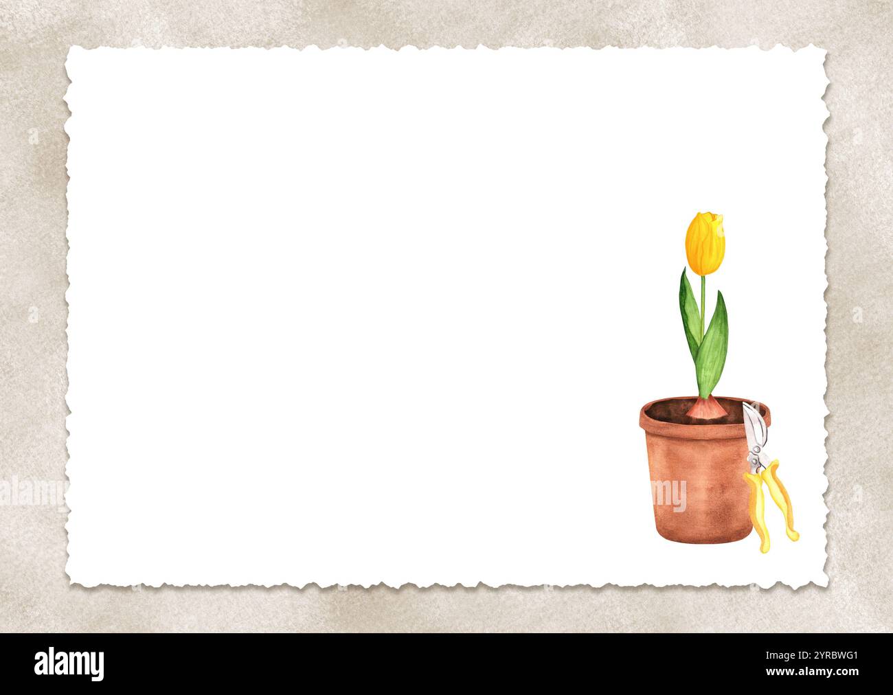 Fertige Postkarte mit beigefarbenem Aquarellmuster, zerrissenem Papier, einem Blumentopf mit gelber Tulpe und einer Gartenschere. Gartenclipart. Handgezeichnetes Wasserkolo Stockfoto
