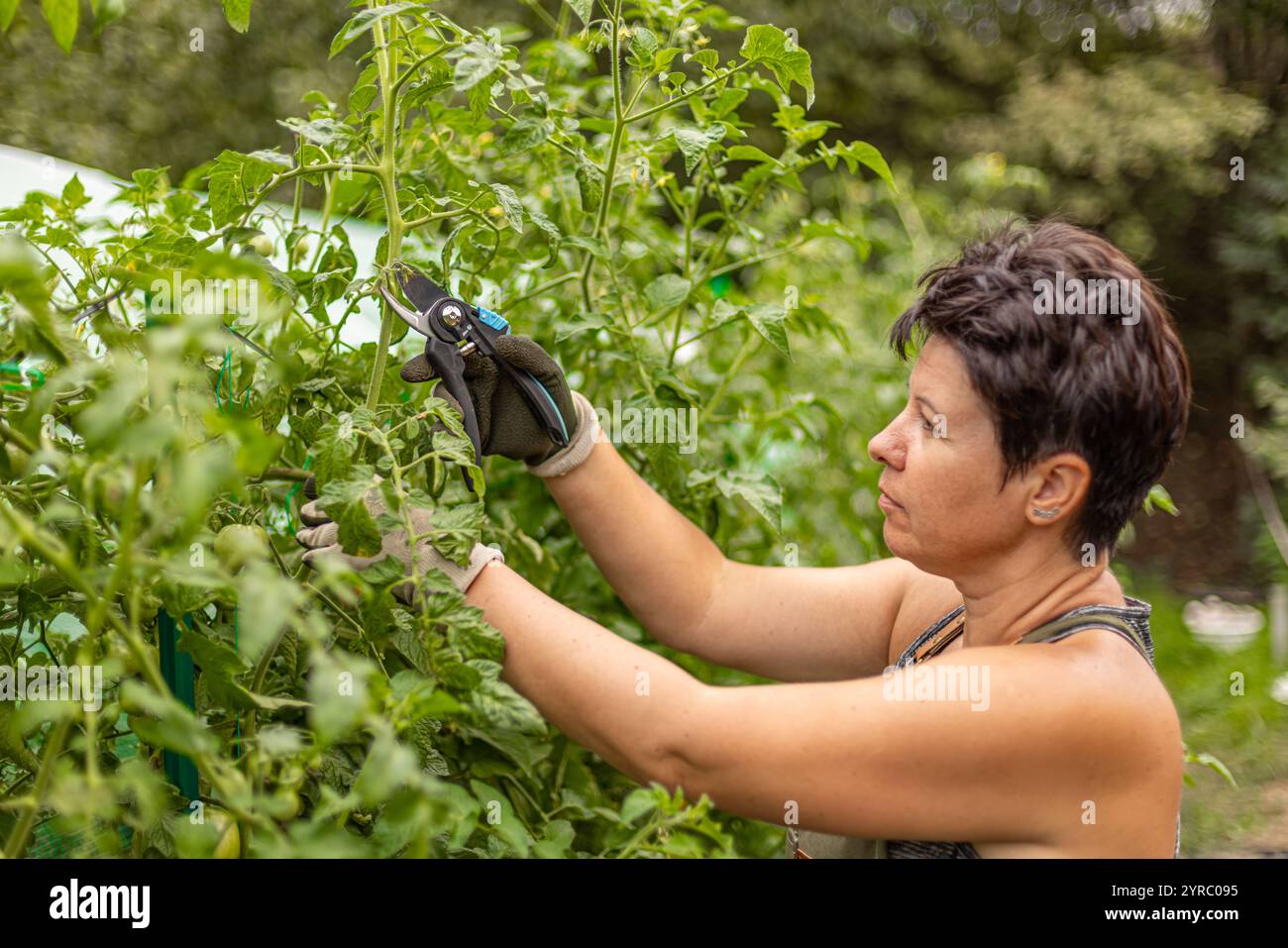 Landwirtin, die Tomatenpflanzen mit Gartenschere beschneidet Stockfoto