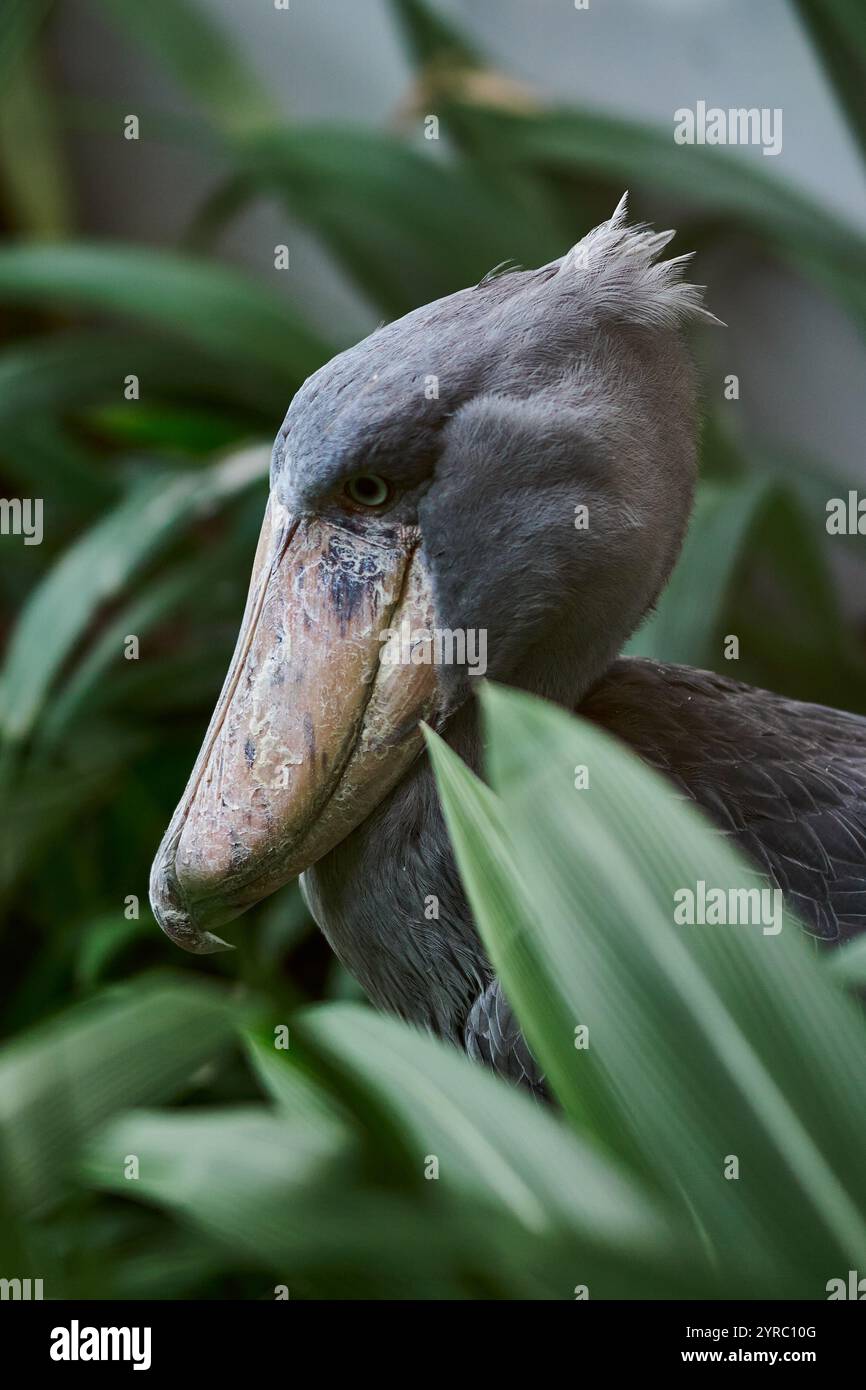 Ein Walvogel sitzt im Prager Zoo Stockfoto