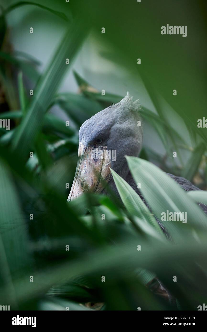 Ein Walvogel sitzt im Prager Zoo Stockfoto
