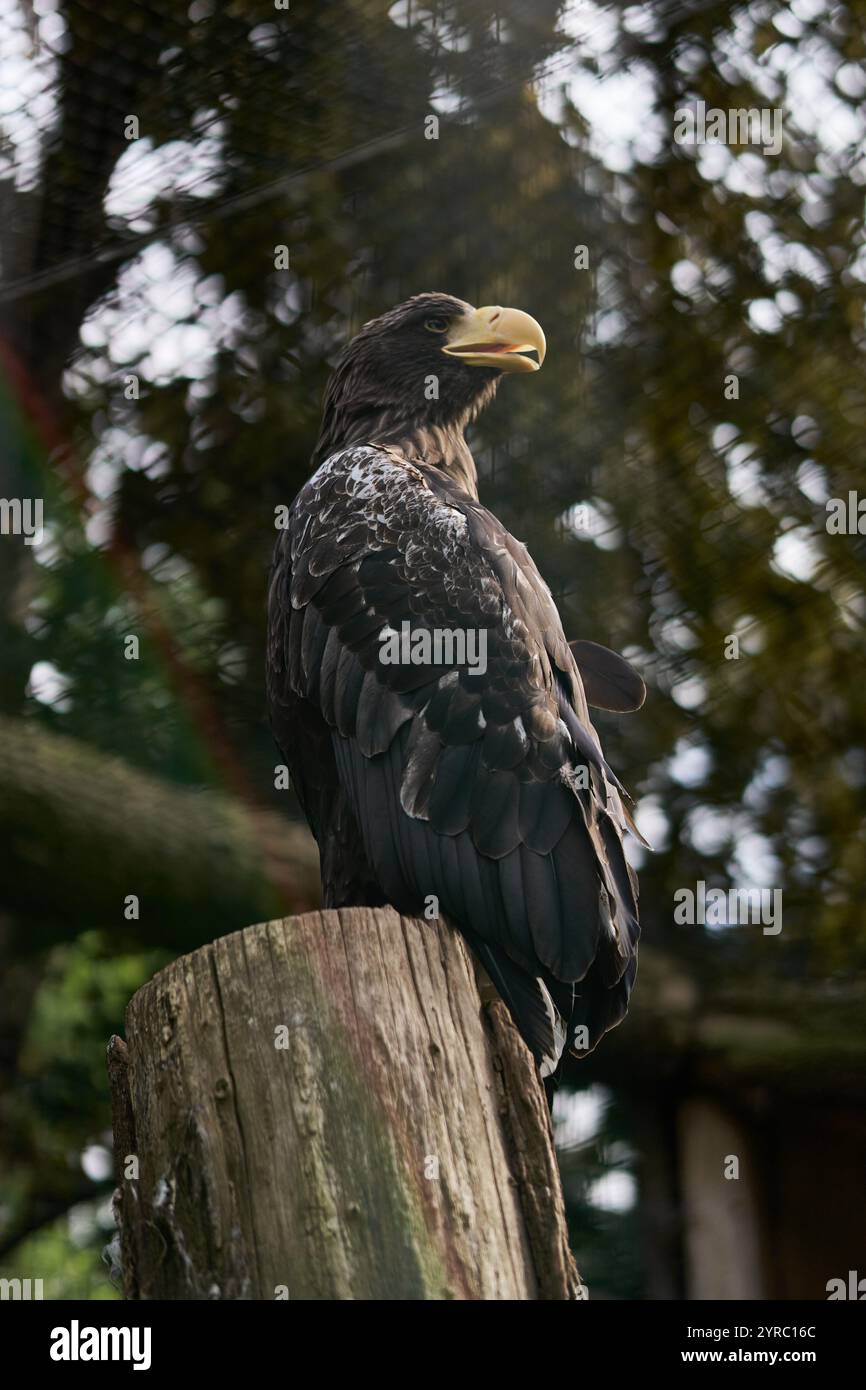 Ein Seeadler sitzt stolz auf einem Baum im Zoo Stockfoto