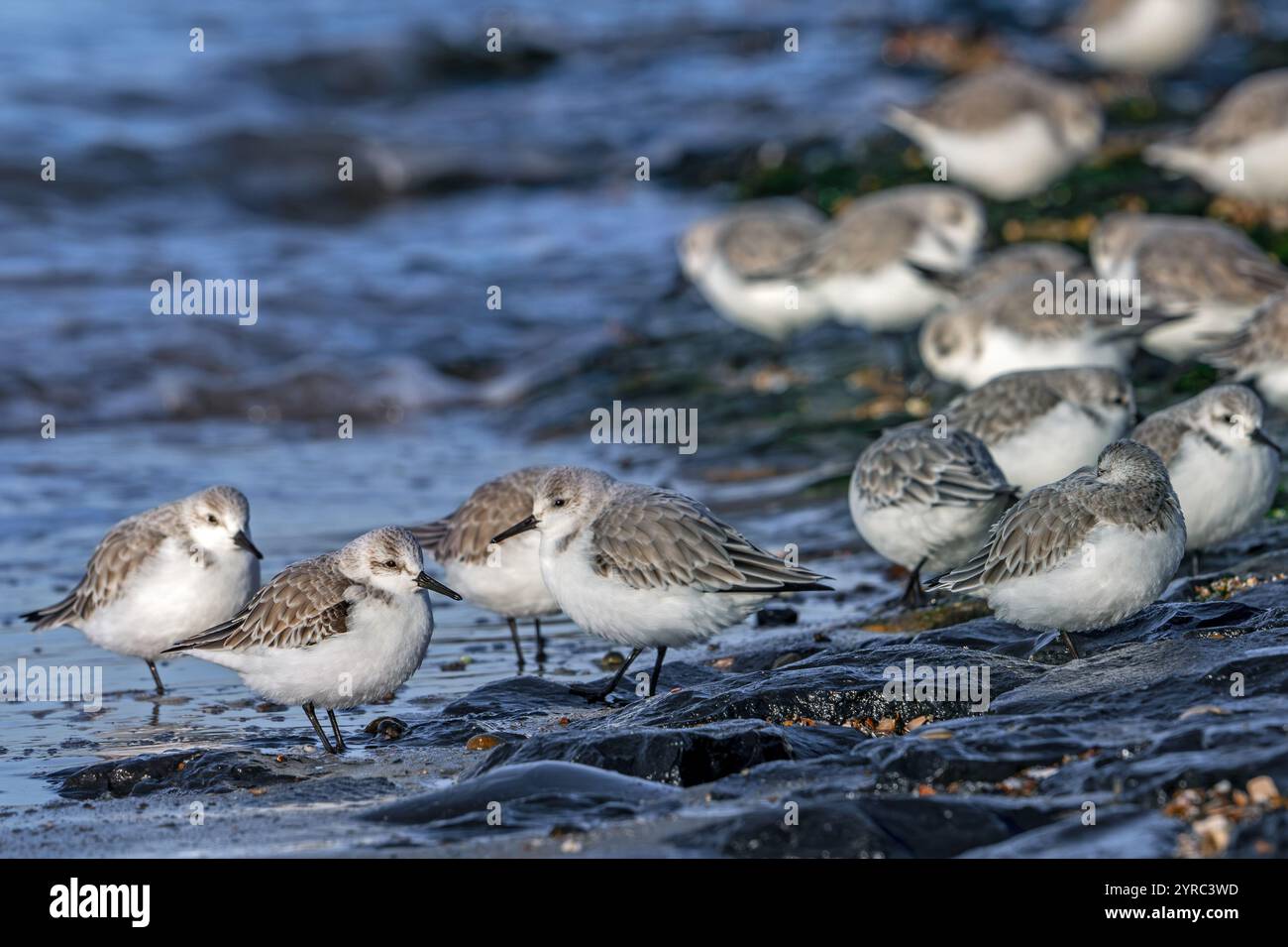 Herde von Sanderlingen (Calidris alba) in nicht-Zuchtgefieder, die bei Hochwasser im Spätherbst/Winter auf einem Fluchtschutzgebiet ruht Stockfoto