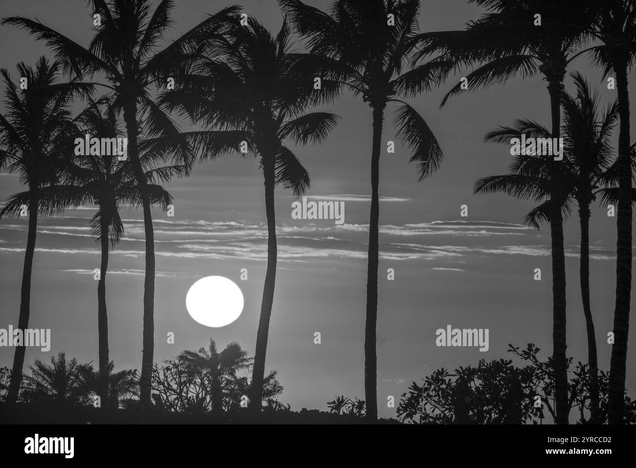 Sonnenuntergang durch Palmen. Hawaii, Die Big Island Stockfoto