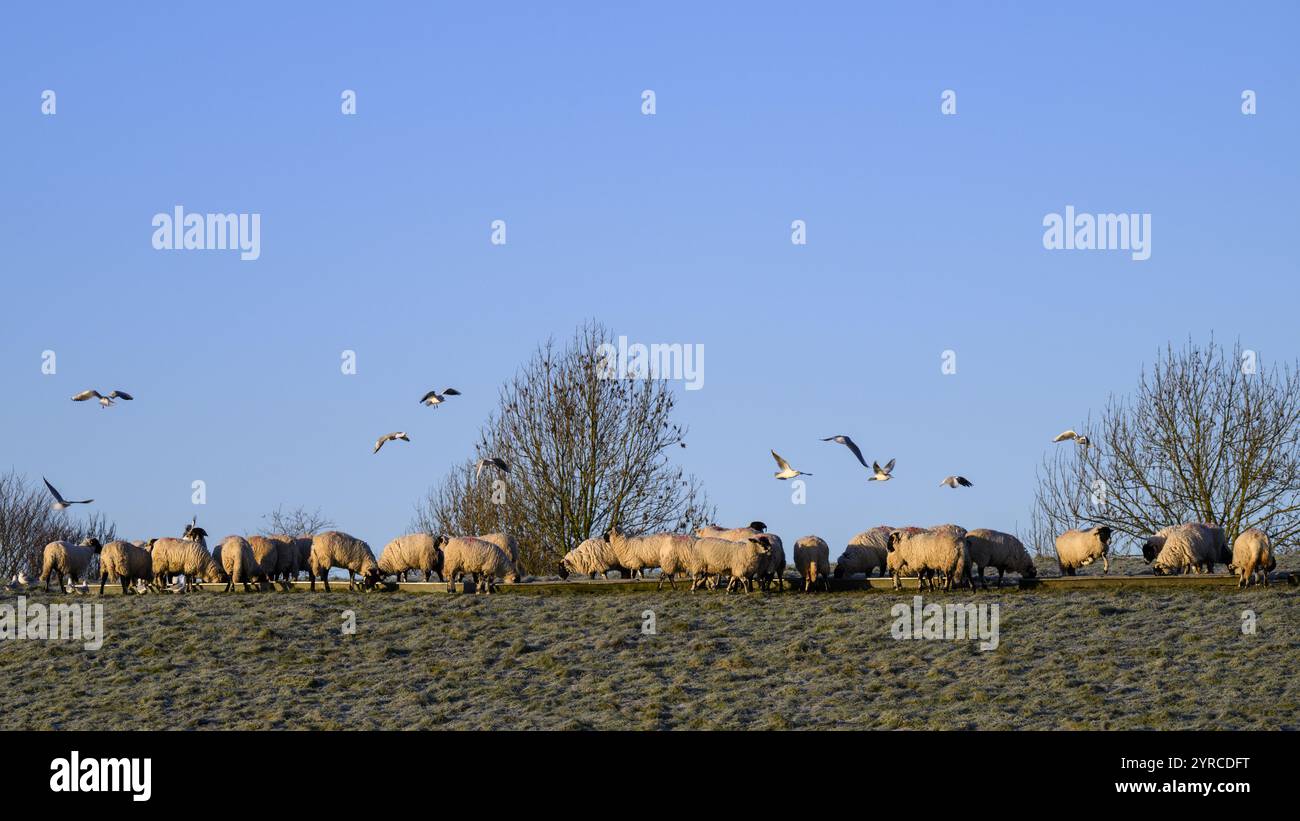 Hungrige Schafe stehen in langen Schlangen auf dem Feld, versammelt am kalten, frostigen Herbsttag und Möwen strömen über North Yorkshire, England, Vereinigtes Königreich. Stockfoto