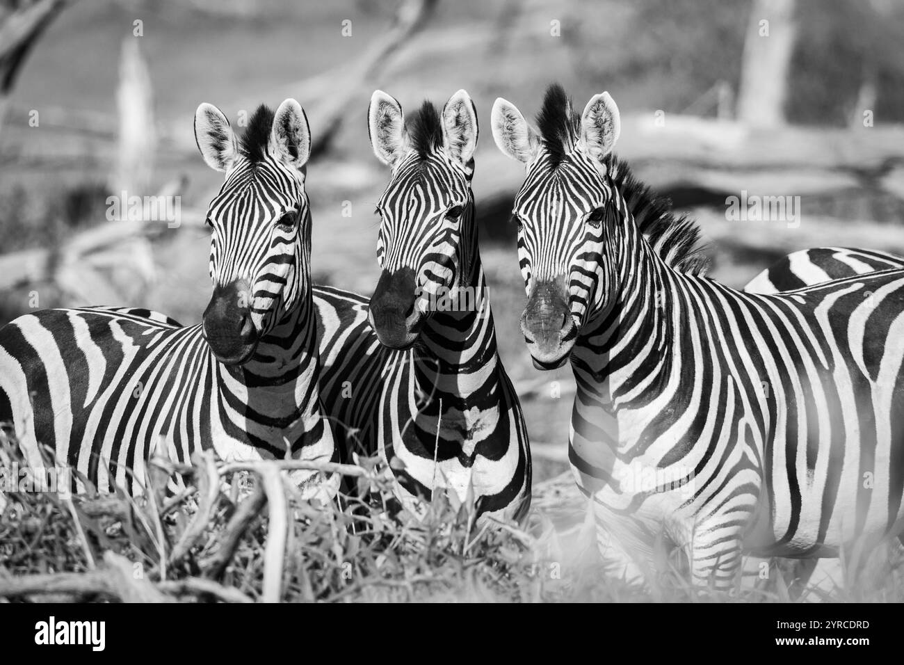 Neugieriges Zebra sieht uns unten in Namibia, Afrika an Stockfoto