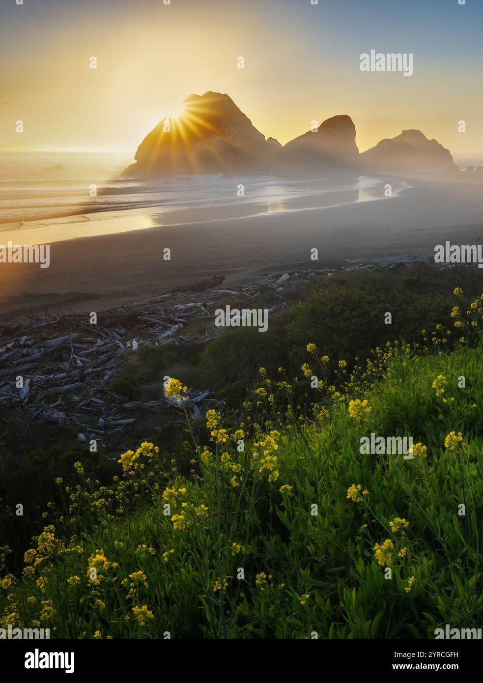 Mustart Blumen. Cape Sabatian am Meyers Beach, Oreogn Stockfoto