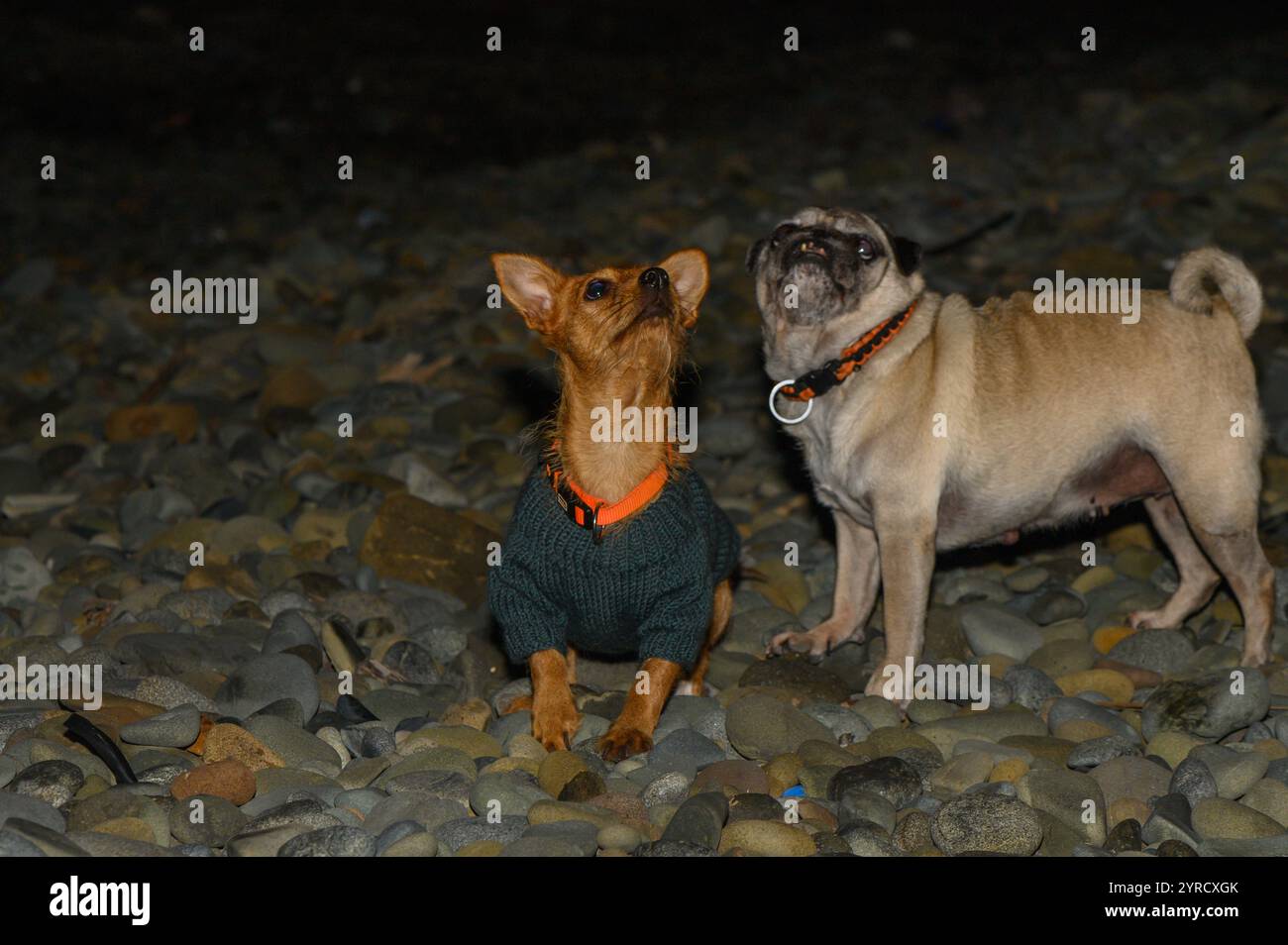 Charmante Hunde in Pullover schlendern nachts neugierig an einer felsigen Küste entlang und genießen ein friedliches Abenteuer. Stockfoto