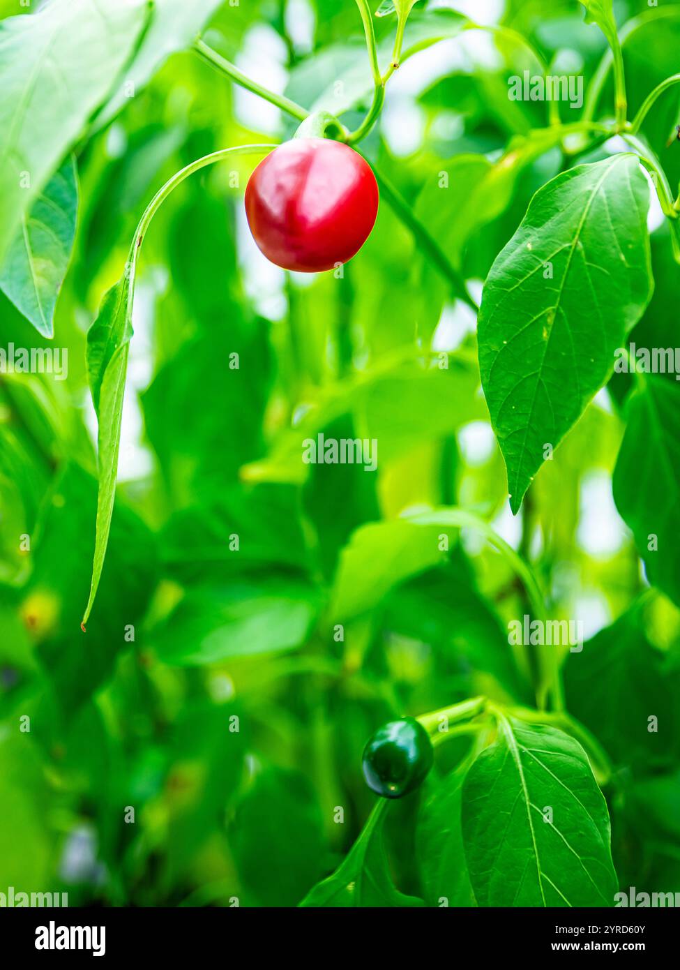 Eine Pflanze italienischer roter Chilischoten Stockfoto