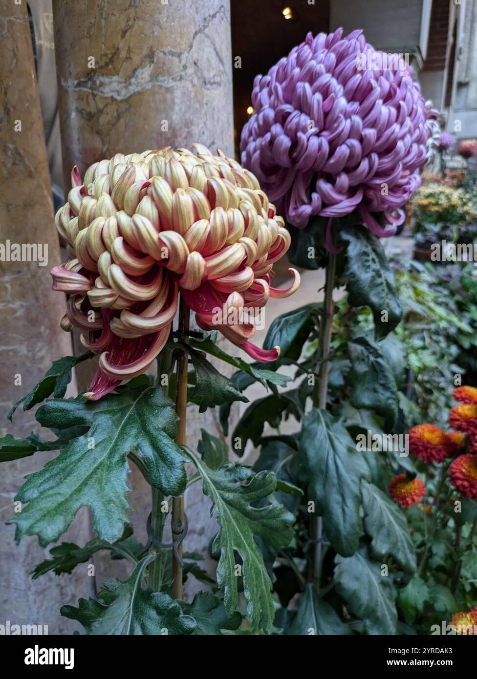 Pflanzen und Blumen im Isabella Gardiner Museum in Boston - Smartphone-aufgenommenes Stockfoto