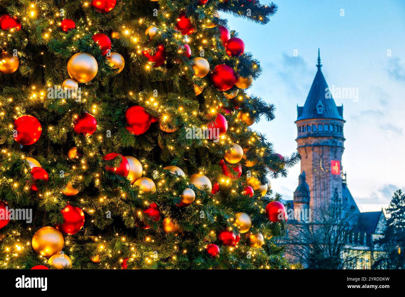 Der Weihnachtsbaum auf dem Wantermaart (Wintermarkt) in Luxemburg-Stadt, Luxemburg, mit dem historischen Spuerkeess-Turm im Hintergrund, Stockfoto