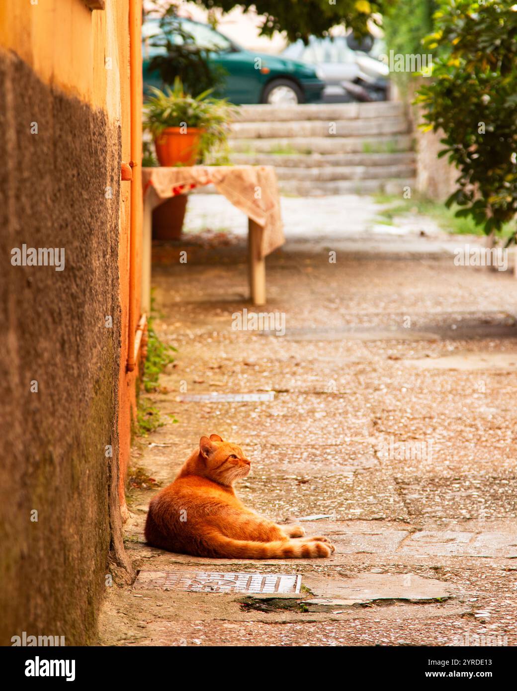 Niedliche orangene Katze, die in einer Gasse in Korfu, Griechenland, liegt Stockfoto