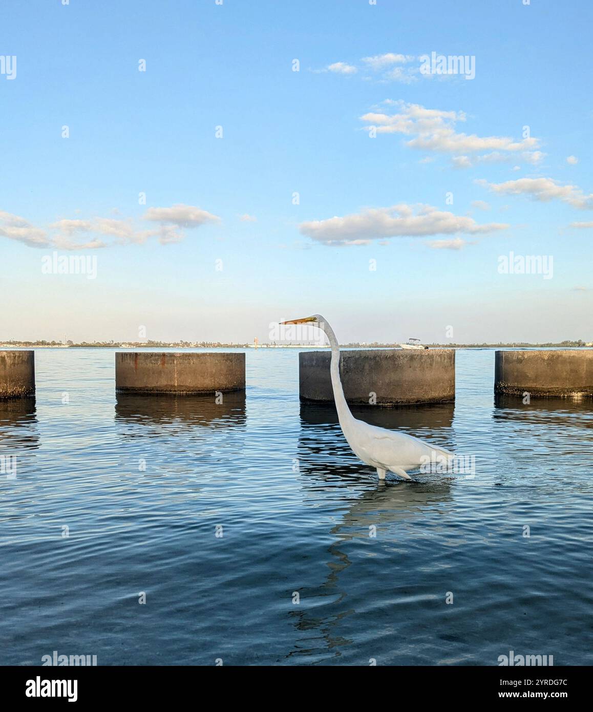 Betonrohre im Meer mit weißem Vogel Stockfoto