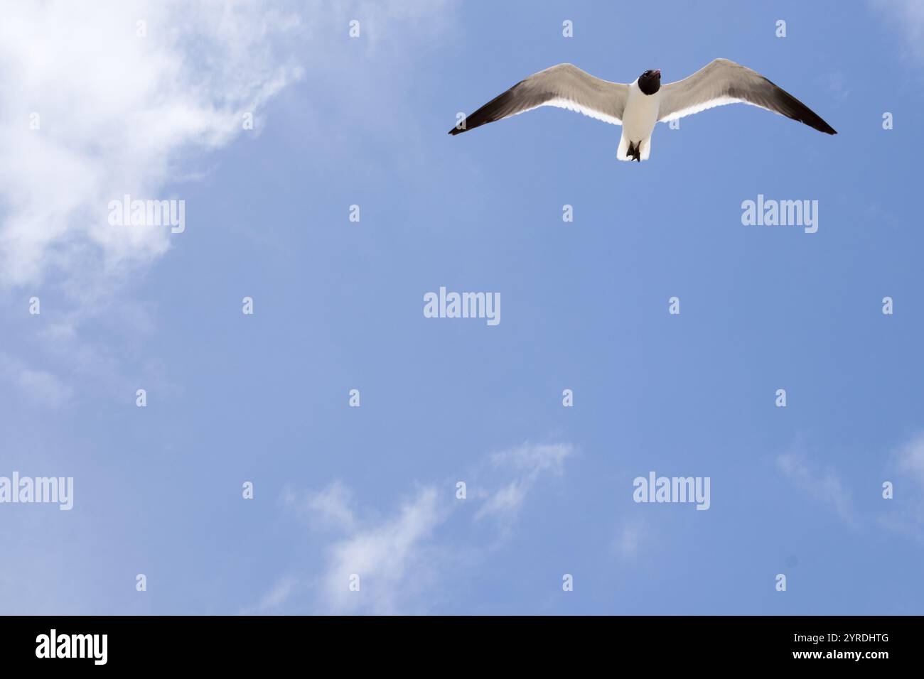 Möwen fliegen gegen einen klaren blauen Himmel Stockfoto