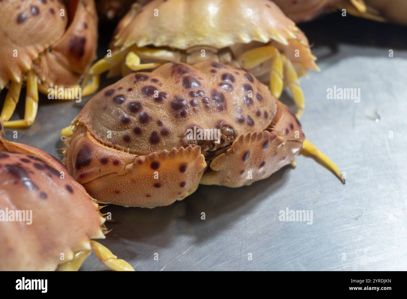 Auswahl an frischen Meeresfrüchten, täglichen Fängen von Cangrejo-roten Krebsen auf dem Fischmarkt in Jerez de la Frontera, Andalusien, Spanien Stockfoto