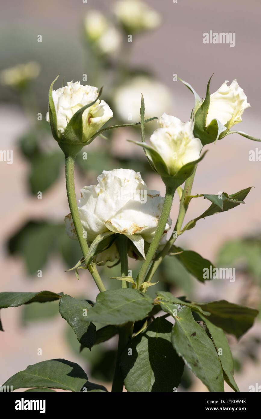 Makroaufnahme von rosa Gartenrosen, die ihre komplizierten Blütenblätter hervorheben. Eine perfekte Darstellung der Frische, Eleganz und heiteren Schönheit von Bloomin Stockfoto