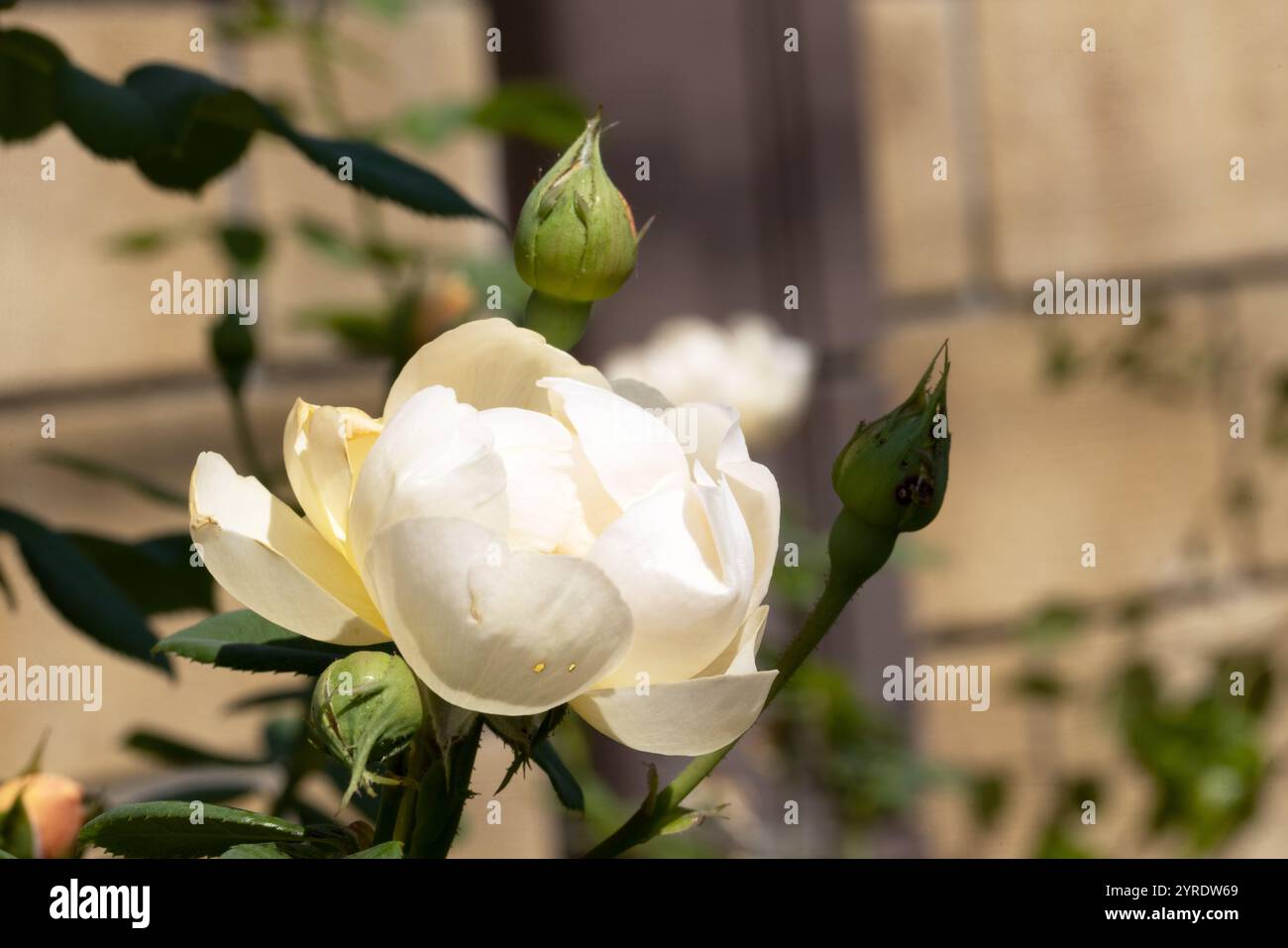 Makroaufnahme von rosa Gartenrosen, die ihre komplizierten Blütenblätter hervorheben. Eine perfekte Darstellung der Frische, Eleganz und heiteren Schönheit von Bloomin Stockfoto