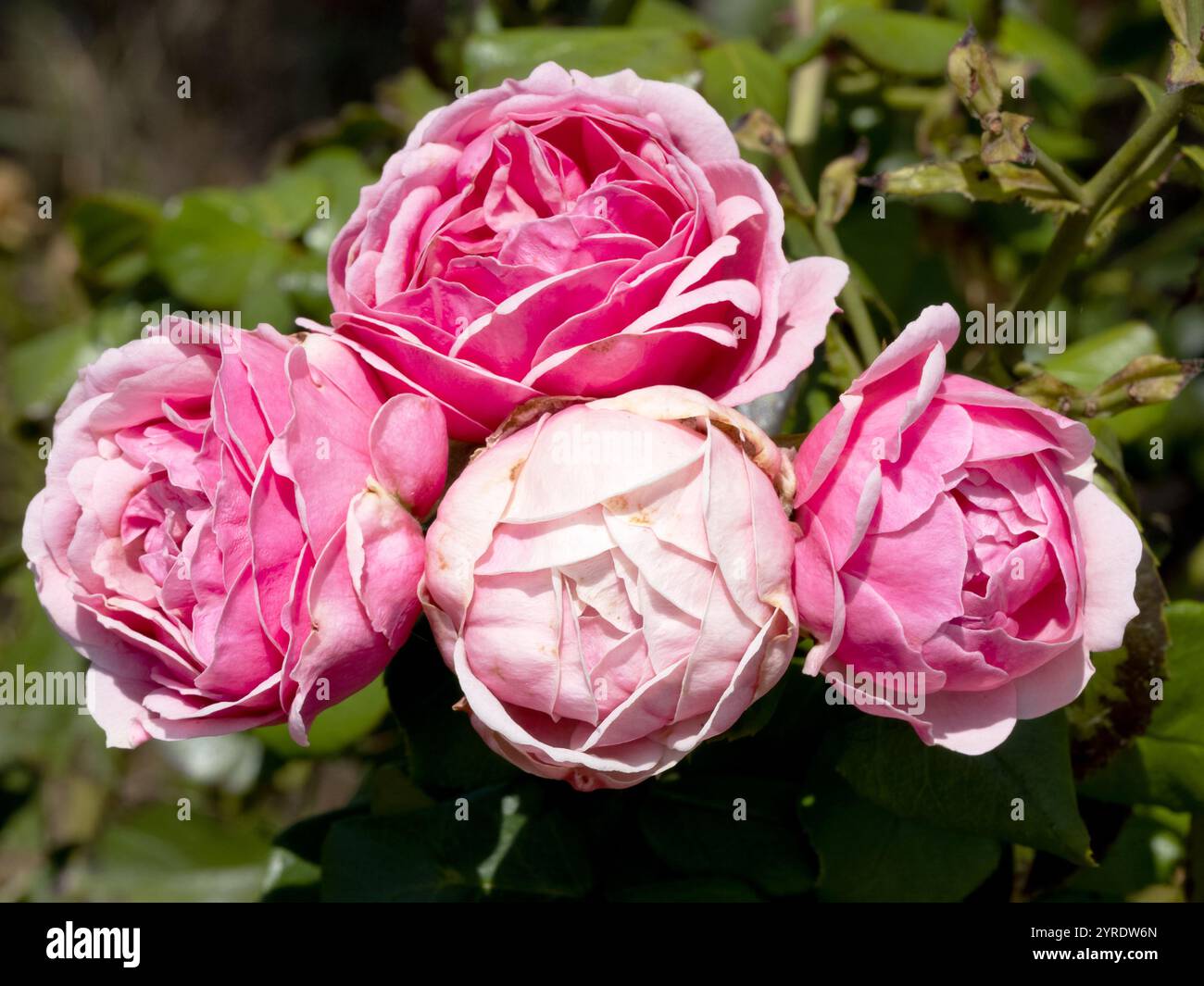 Makroaufnahme von rosa Gartenrosen, die ihre komplizierten Blütenblätter hervorheben. Eine perfekte Darstellung von Frische, Eleganz und heiterer Schönheit von Bloomin Stockfoto