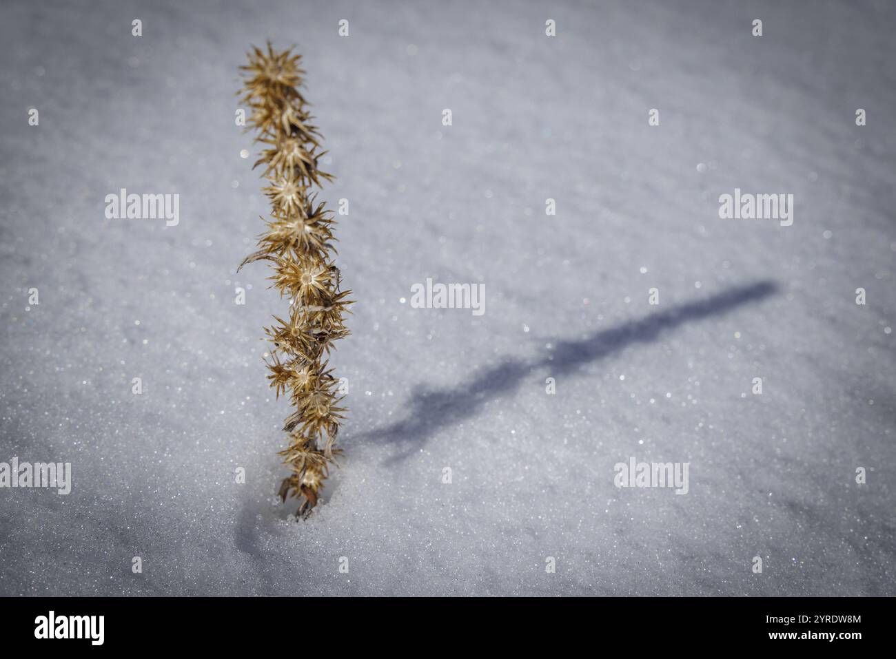 Einsame Pflanze im Schnee mit langem Schatten Stockfoto