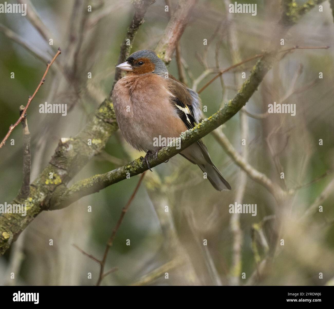 Kaffinchen (Fringilla coelebs), männlicher ausgewachsener Vogel auf einem Zweig, Insel Texel, Holland Stockfoto