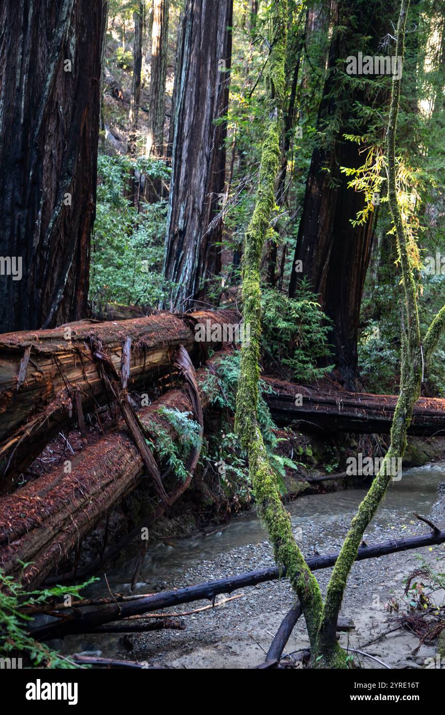 Armstrong Redwoods ist ein kleiner Stand von Redwood-Bäumen im Norden von Guerneville, Kalifornien. Stockfoto
