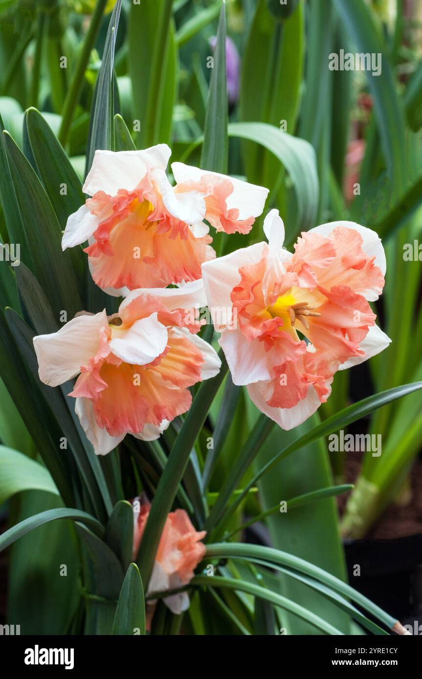 Nahaufnahme Gruppe von Narzissen Edinburgh in der Blüte im Frühling diese Narzisse ist eine Abteilung 11 geteilte Corona Narzissen mit weißen und rosa / orangen Blüten. Stockfoto
