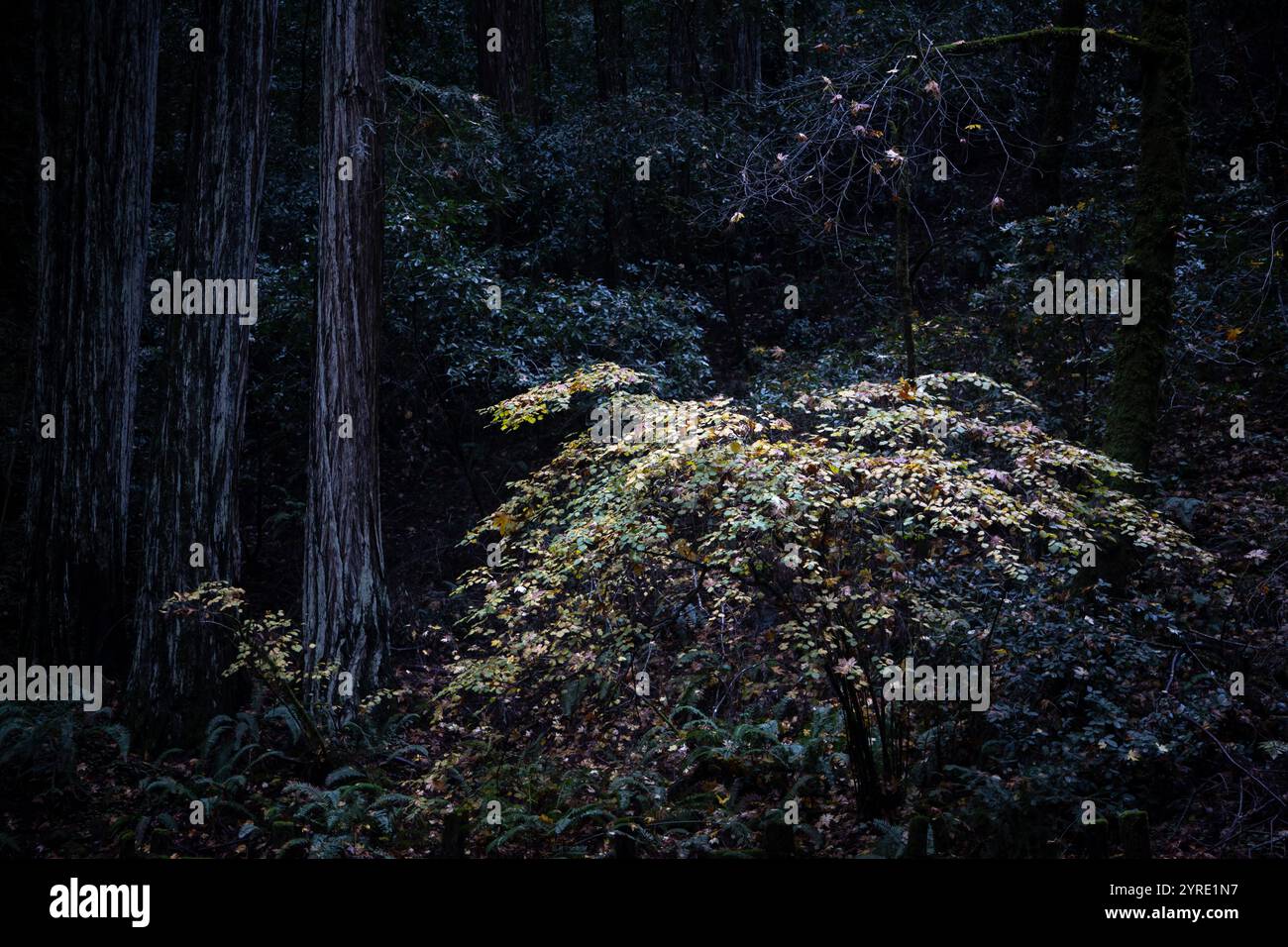 Armstrong Redwoods ist ein kleiner Stand von Redwood-Bäumen im Norden von Guerneville, Kalifornien. Stockfoto
