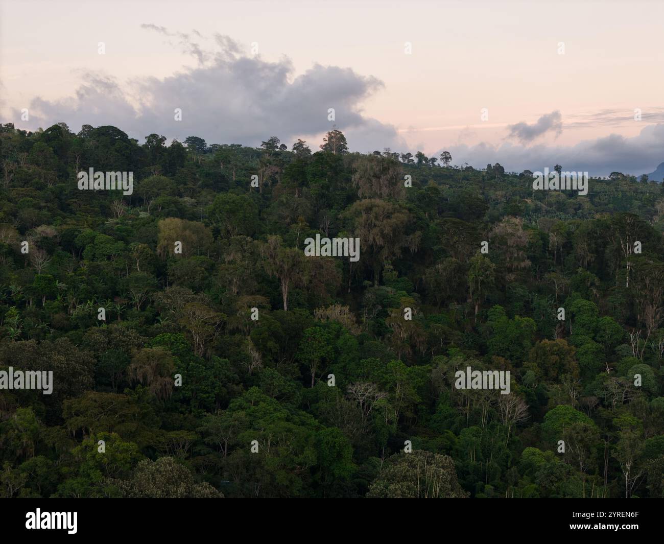 Der lebhafte tropische Wald erstreckt sich über die Landschaft, während sich die Dämmerung nähert, mit weichen Wolken, die im schwindenden Licht leuchten. Stockfoto