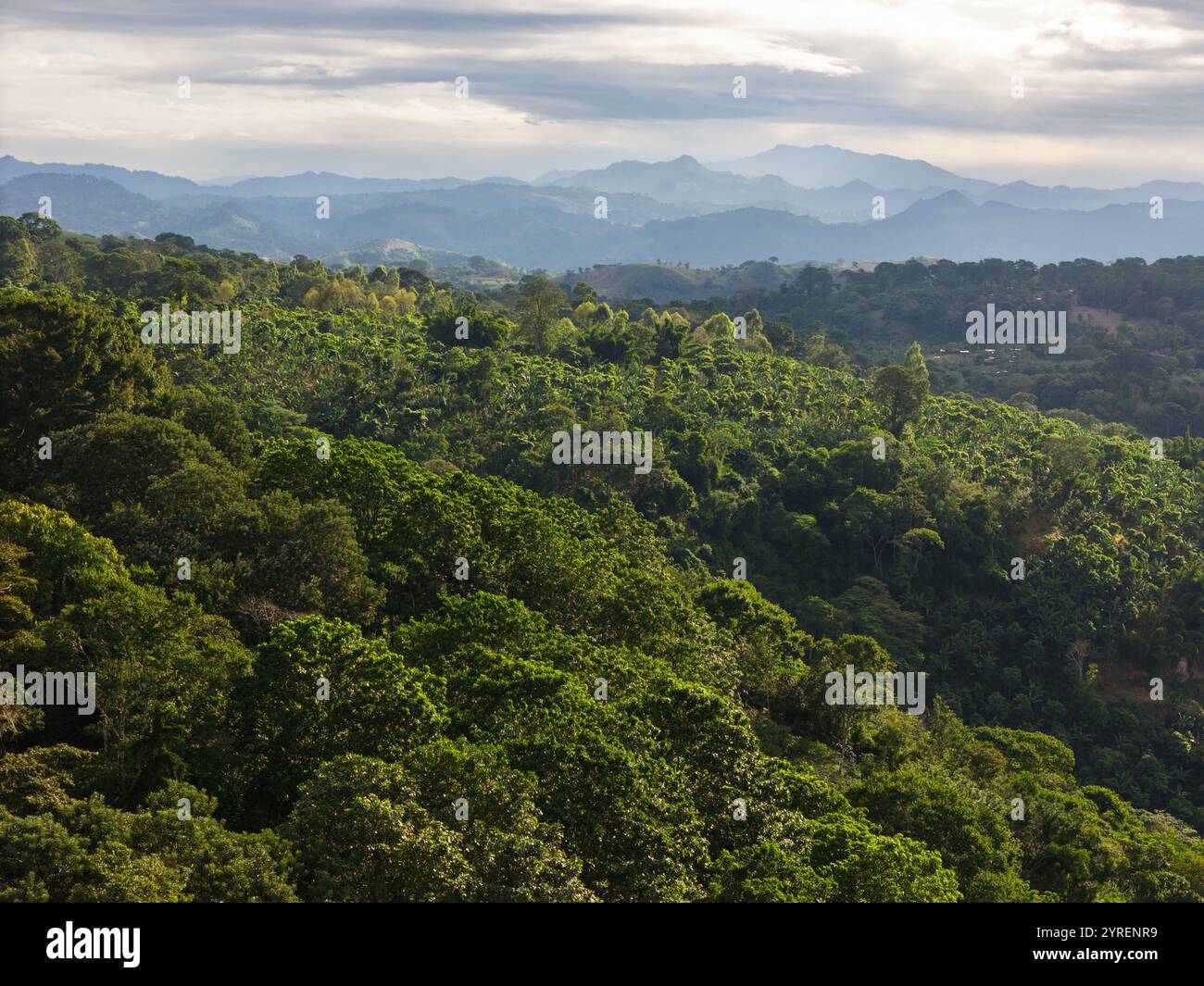 Lebhaftes Grün erstreckt sich über sanfte Hügel mit weit entfernten Bergen, die in der Dämmerung unter bewölktem Himmel sichtbar sind. Stockfoto