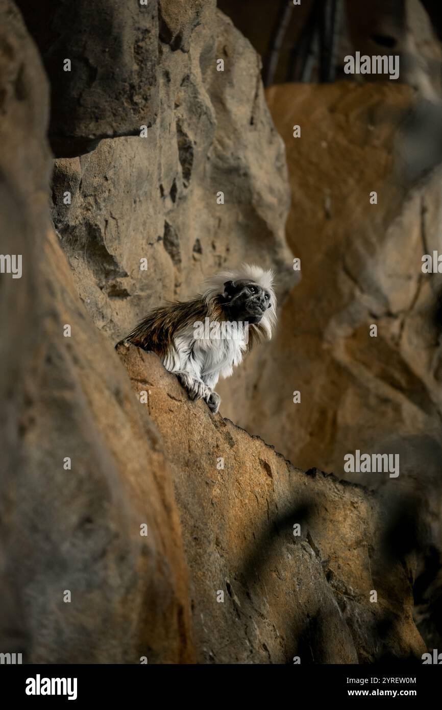 Ein flauschiger Pelzaffe sitzt in einem Zoo in Wien und bietet einen Blick aus nächster Nähe auf seinen charmanten Ausdruck und seine verspielte Natur. Stockfoto