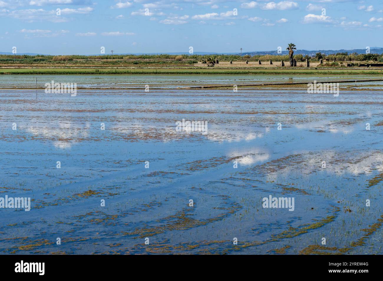 Der Albufera-Nationalpark (Parc Natural de l’Albufera) ist ein Naturschutzgebiet in Spanien, Provinz Valencia, Spanien, Europa. Stockfoto